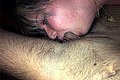  Trans Maite De L'Enclos 329 83 37 093 foto selfie 52